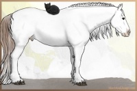 Horse Color:Chocolate Buckskin Sabino Splash Appaloosa and Chocolate Buckskin Sabino Splash Appaloosa
