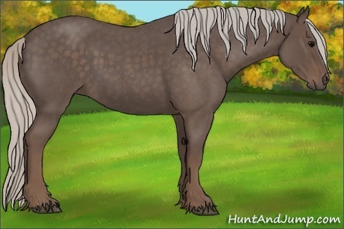 Horse Color:Silver Blue Roan 