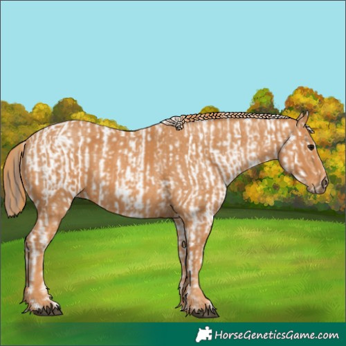 Horse Color:Bay Roan Sabino Splash Appaloosa  Brindle