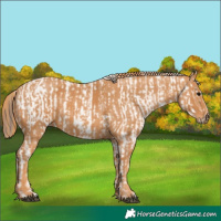 Horse Color:Bay Roan Sabino Splash Appaloosa Brindle