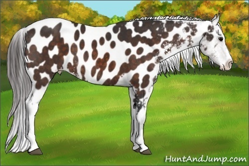 Horse Color:Bay Sabino Splash Appaloosa  Brindle