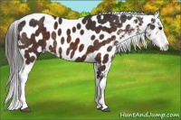 Horse Color:Brown Sabino Splash Near Leopard Brindle