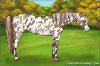 Horse Color:Liver Red Dun Sabino Splash Blanket  and Liver Red Dun Sabino Splash Blanket 