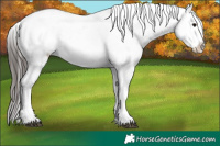 Horse Color:Brown Ice Sabino Splash Appaloosa  and Brown Ice Sabino Splash Appaloosa 