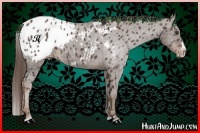 Horse Color:Liver Chestnut Sabino Splash Appaloosa and Liver Chestnut Sabino Splash Appaloosa