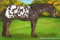 Horse Color:Liver Chestnut Sabino Splash Appaloosa  Brindle