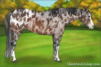 Horse Color:Bay Sabino Splash Appaloosa  and Bay Sabino Splash Appaloosa 