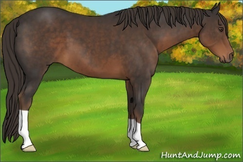 Horse Color:Liver Chestnut 