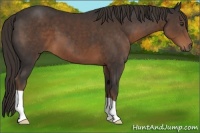 Horse Color:Liver Chestnut 