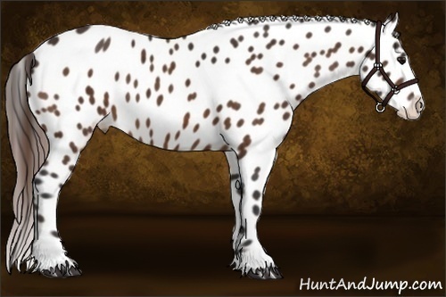 Horse Color:Bay Sabino Splash Appaloosa  Brindle