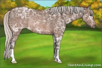 Horse Color:Silver Brown Ice Rabicano