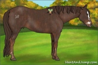 Horse Color:Liver Chestnut Sabino Splash  Brindle