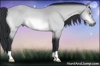 Horse Color:Bay Chinchilla 