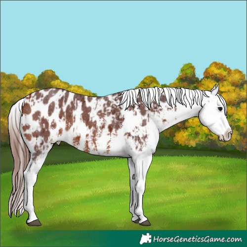 Horse Color:Chocolate Bay Sabino Splash Appaloosa  and Chocolate Bay Sabino Splash Appaloosa 