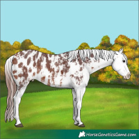 Horse Color:Chocolate Bay Sabino Splash Appaloosa  and Chocolate Bay Sabino Splash Appaloosa 