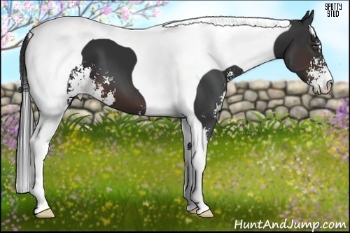 Horse Color:Brown Sabino Tobiano 