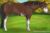Horse Color:Bay Sabino 