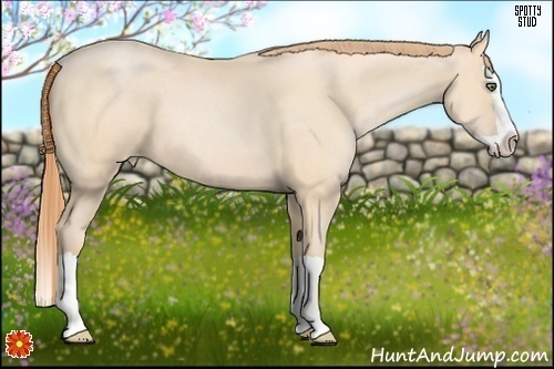 Horse Color:Buckskin Pearl Splash 