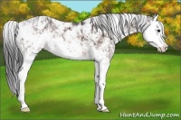 Horse Color:Bay Sabino Splash Appaloosa  and Bay Sabino Splash Appaloosa 