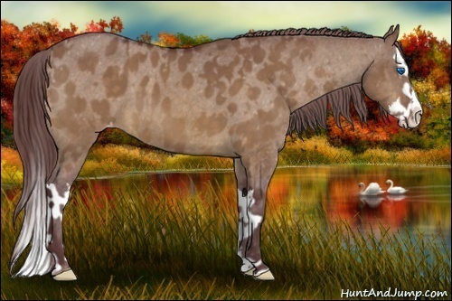 Horse Color:Chocolate Brown Dun Sabino Splash Varnish  and Chocolate Brown Dun Sabino Splash Varnish 