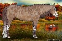 Horse Color:Chocolate Bay Dun Sabino Splash Appaloosa and Chocolate Bay Dun Sabino Splash Appaloosa