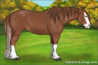 Horse Color:Chestnut Sabino Splash 