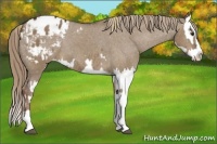 Horse Color:Liver Red Dun Sabino Splash Blanket and Liver Red Dun Sabino Splash Blanket