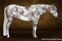 Horse Color:White Spotted Silver Black Tobiano Frame