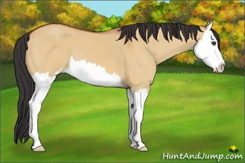 Horse Color:Bay Dun Sabino Splash
