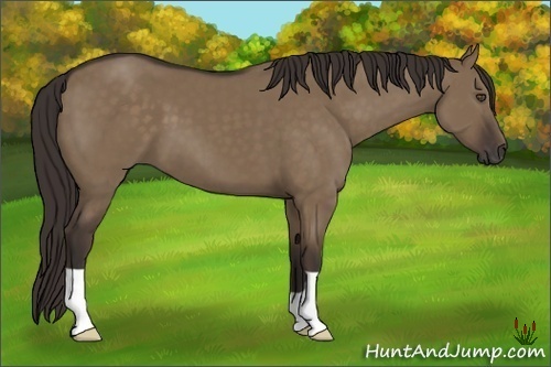Horse Color:Liver Red Dun 