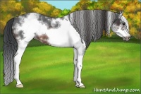 Horse Color:White Spotted Brown Roan Frame 