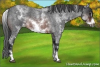 Horse Color:White Spotted Brown Roan Frame