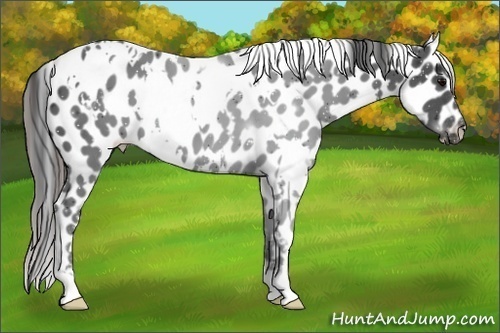 Horse Color:White Spotted Black Appaloosa 