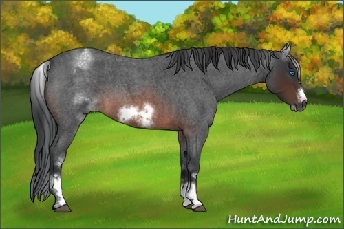 Horse Color:White Spotted Brown Roan Frame 