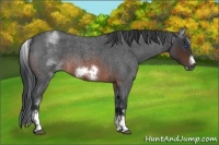 Horse Color:White Spotted Brown Roan Frame