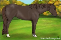 Horse Color:Liver Chestnut 