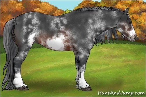 Horse Color:White Spotted Brown Roan Frame