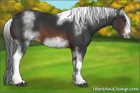 Horse Color:White Spotted Brown Tobiano Frame