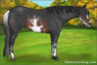 Horse Color:White Spotted Brown Roan Frame