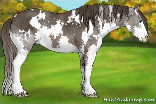 Horse Color:White Spotted Liver Chestnut Splash