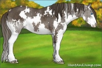 Horse Color:White Spotted Liver Chestnut Splash 