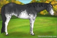 Horse Color:White Spotted Black Rabicano 
