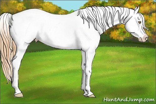 Horse Color:Gold Champagne Blanket 