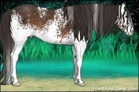 Horse Color:White Spotted Liver Chestnut