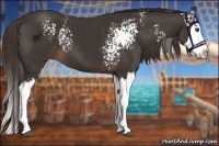 Horse Color:White Spotted Liver Chestnut Splash 