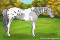 Horse Color:Black Tobiano Appaloosa 