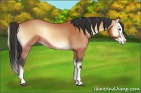 Horse Color:Buckskin Onyx Splash