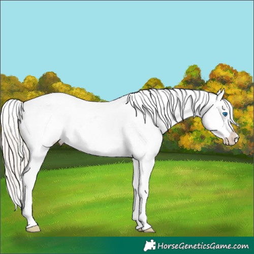 Horse Color:White Spotted Silver Bay Splash Frame Appaloosa 