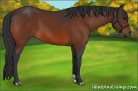Horse Color:Bay 