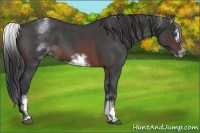Horse Color:White Spotted Brown Roan Frame 